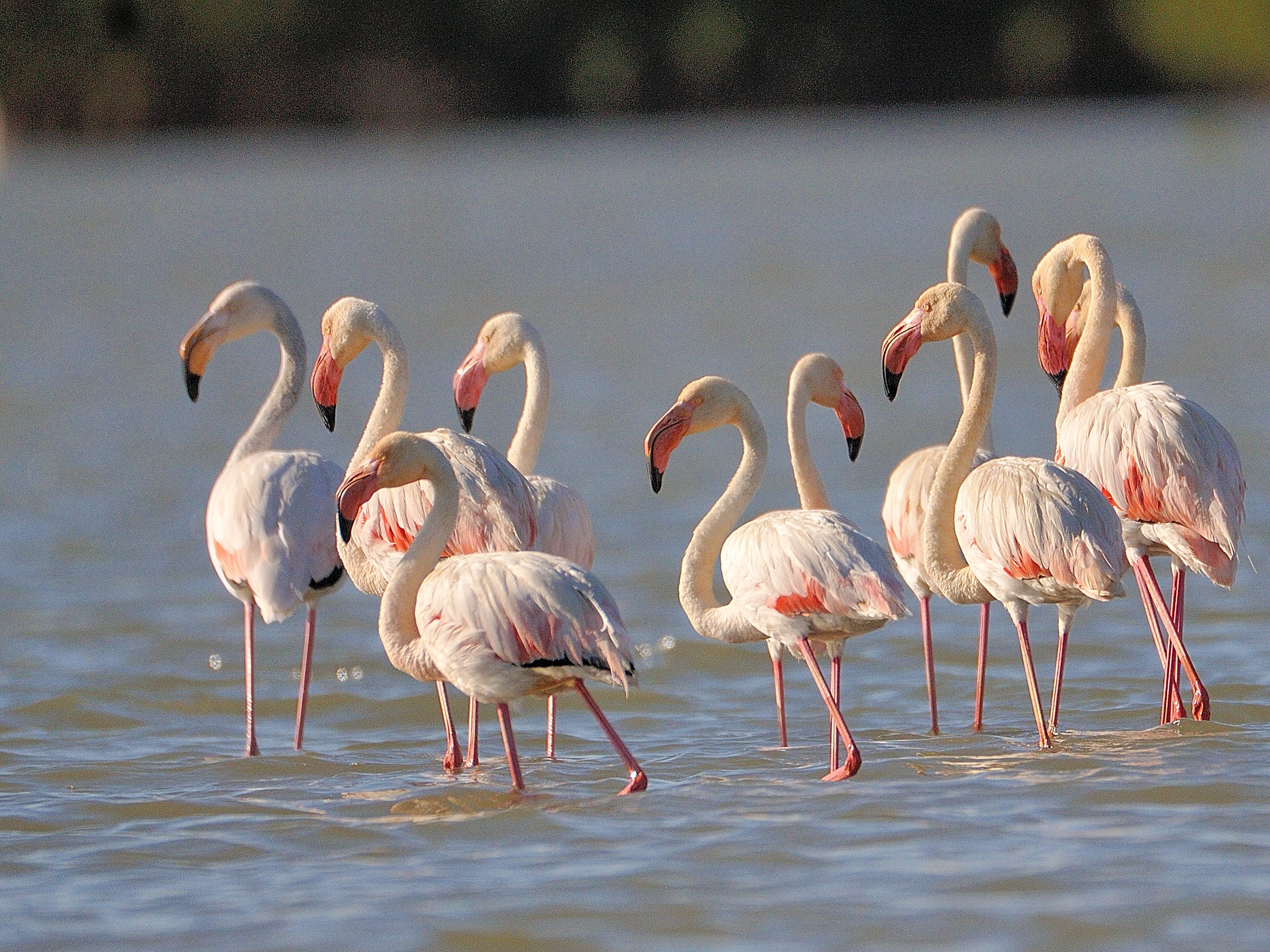 Flamants roses (Greater Flamingo, Phoenicopterus Roseus) sur la lagune de La Somone.